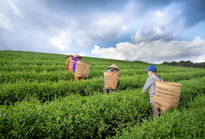 Back view of anonymous workers in straw hats picking fresh green leaves into harvest basket during work on tea plantation